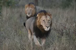 Images Dated 26th May 2013: Two Lions -Panthera leo-, adult, South Africa