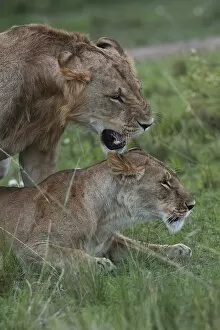 Images Dated 6th October 2013: Lions -Panthera leo-, couple mating, Maasai Mara, Kenya