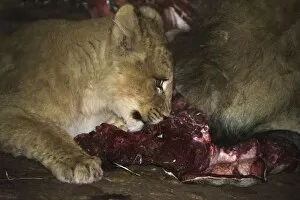 Lions -Panthera leo- feeding, Namibia