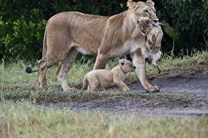 Lions -Panthera leo-, lioness carrying disabled cub, the other one marching along briskly, Maasai Mara, Kenya