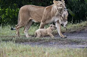 Mouth Prints: Lions -Panthera leo-, lioness carrying disabled cub