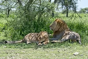 Images Dated 22nd February 2014: Lions -Panthera leo-, male and female resting in the shade, Ndutu, Tanzania