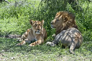 Images Dated 22nd February 2014: Lions -Panthera leo-, male and female resting in the shade, Ndutu, Tanzania