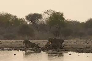 Pack Prints: Lions -Panthera leo-, pride of lions drinking at the watering hole