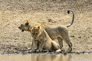 Images Dated 19th February 2014: Two Lions -Panthera leo- at the water, Serengeti, Tanzania