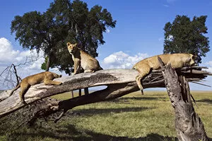 Images Dated 7th August 2015: Lions resting on a fallen tree