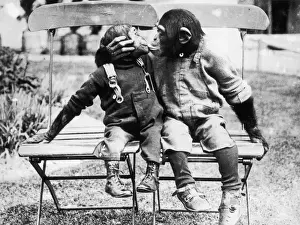 Prints of circa 1930: Fully dressed chimpanzees sit on chairs and kiss. (Photo by General Photographic Agency/Getty Images) Valentine Day Print Prints: Give Me Your Lips