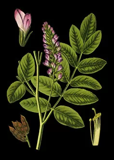 Medicinal and Herbal Plant Illustrations Collection: Liquorice, licorice