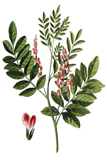 Liquorice or licorice is the root of Glycyrrhiza glabra