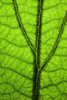 Images Dated 12th June 2018: Back Lit Green Leaf at High Resolution Showing Extreme Detail
