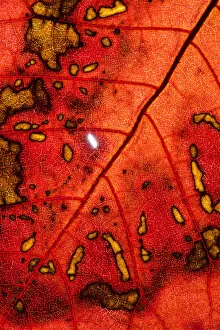 Images Dated 29th October 2017: Back Lit Leaf at High Resolution Showing Extreme Detail
