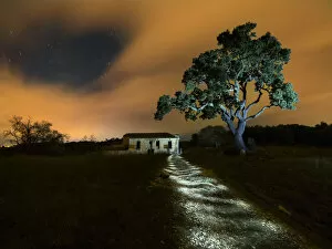Lit night walk with light painting and oak