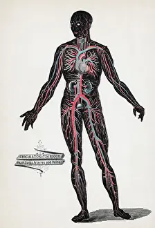 Lungs Prints: Lithograph of the Circulation Of Blood