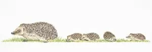 Five Animals Gallery: Litter of four baby hedgehogs following mother