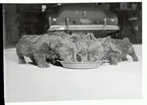 Toledo Prints: Litter of Scottie Pups Eating at Food Dish