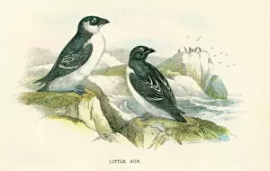 Images Dated 29th September 2017: Little Auk birds from Great Britain 1897
