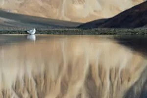 Images Dated 22nd August 2016: A little bird and the reflection of nature in Pangong lake, Ladakh, India