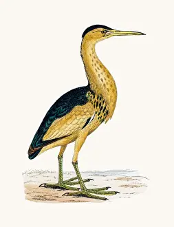 Little Bittern