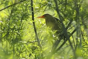 Images Dated 7th June 2014: Little Bittern -Ixobrychus minutus-, male in the backlight in a willow, Saxony-Anhalt, Germany