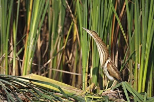 Images Dated 5th September 2014: Little Bittern -Ixobrychus minutus-, juvenile bird in its habitat at the reed edge