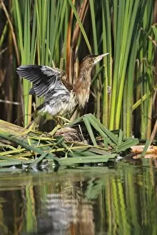 Images Dated 5th September 2014: Little Bittern -Ixobrychus minutus-, juvenile bird in threatening posture at the reed edge