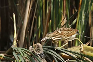 Images Dated 4th September 2014: Little Bittern -Ixobrychus minutus-, young bird hunting for insects, Lake Kuhnau, Dessau-Rosslau