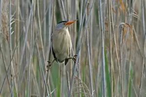 Images Dated 21st May 2014: Little Bittern -Ixobrychus minutus-, male in the reeds, Lake Kuhnau, Dessau-Rosslau, Saxony-Anhalt