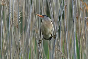 Clinging Collection: Little Bittern -Ixobrychus minutus-, male in the reeds, Lake Kuhnau, Dessau-Rosslau