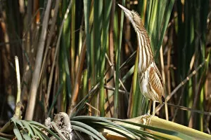 Images Dated 4th September 2014: Little Bittern -Ixobrychus minutus-, young bird, Lake Kuhnau, Dessau-Rosslau, Saxony-Anhalt, Germany