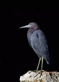 Images Dated 5th March 2012: Little Blue Heron