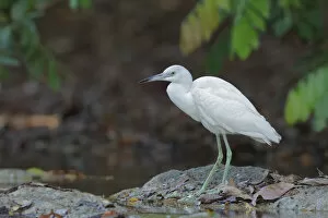 Images Dated 14th June 2015: Little blue heron