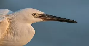 Images Dated 24th February 2014: Little Blue Heron Morph