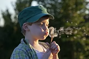Images Dated 30th September 2011: Little boy blowing dandelion clocks, Hohnstorf, Lower Saxony, Germany, Europe