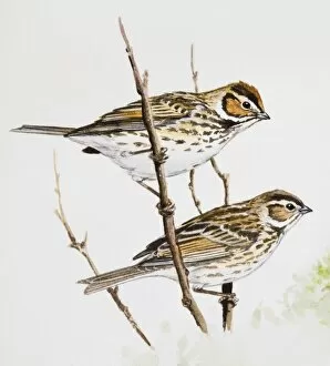 Images Dated 28th June 2007: Little bunting (Emberiza pusilla), male and female, perching on branches