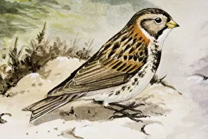 Images Dated 28th June 2007: Little bunting (Emberiza pusilla), side view