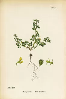 Images Dated 9th June 2017: Little Bur Medic, Medicago minima, Victorian Botanical Illustration, 1863