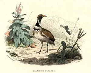 Little Bustard