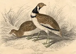 Little Bustards