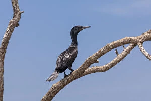 Little Cormorant -Phalacrocorax niger- perched on a tree, nature reserve near Godahena, Galle region, Southern Province