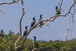 Little Cormorants -Phalacrocorax niger- perched on a tree, nature reserve near Godahena, Galle region