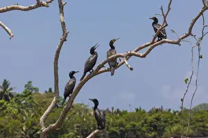 Phalacrocoracidae Prints: Little Cormorants -Phalacrocorax niger- perched on a tree