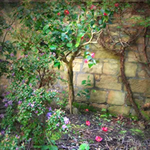 Images Dated 12th April 2014: Little corner of spring