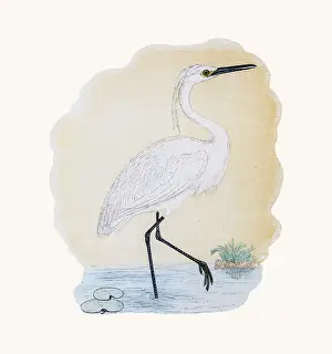 Egret Prints: Little egret