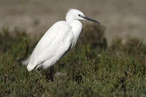 Images Dated 14th April 2011: Little Egret -Egretta garzetta- standing amonst water plants at a stretch of water, Camargue