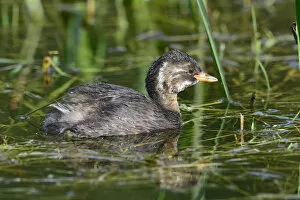 Images Dated 24th July 2014: Little Grebe -Tachybaptus ruficollis-, juvenile, Tyrol, Austria