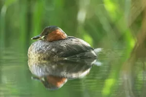 Images Dated 8th October 2014: Little Grebe -Tachybaptus ruficollis-, male