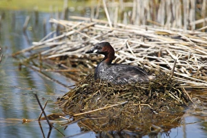 Images Dated 10th May 2013: Little Grebe -Tachybaptus ruficollis- perched on the nest, Burgenland, Austria