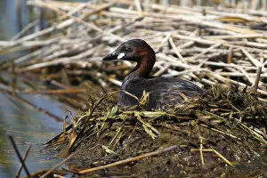 Images Dated 10th May 2013: Little Grebe -Tachybaptus ruficollis- perched on the nest, Burgenland, Austria