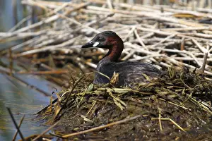 Incubating Prints: Little Grebe -Tachybaptus ruficollis- perched on the nest, Burgenland, Austria