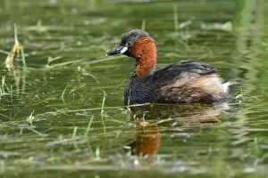 Images Dated 24th July 2014: Little Grebe -Tachybaptus ruficollis-, Tyrol, Austria